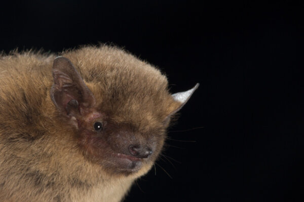 Soprano-pipistrelle_03_Daniel-Hargreaves